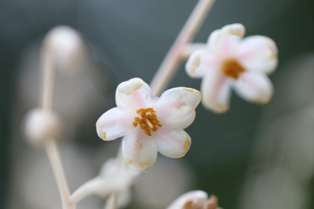 Doona cordifolia Thwaites